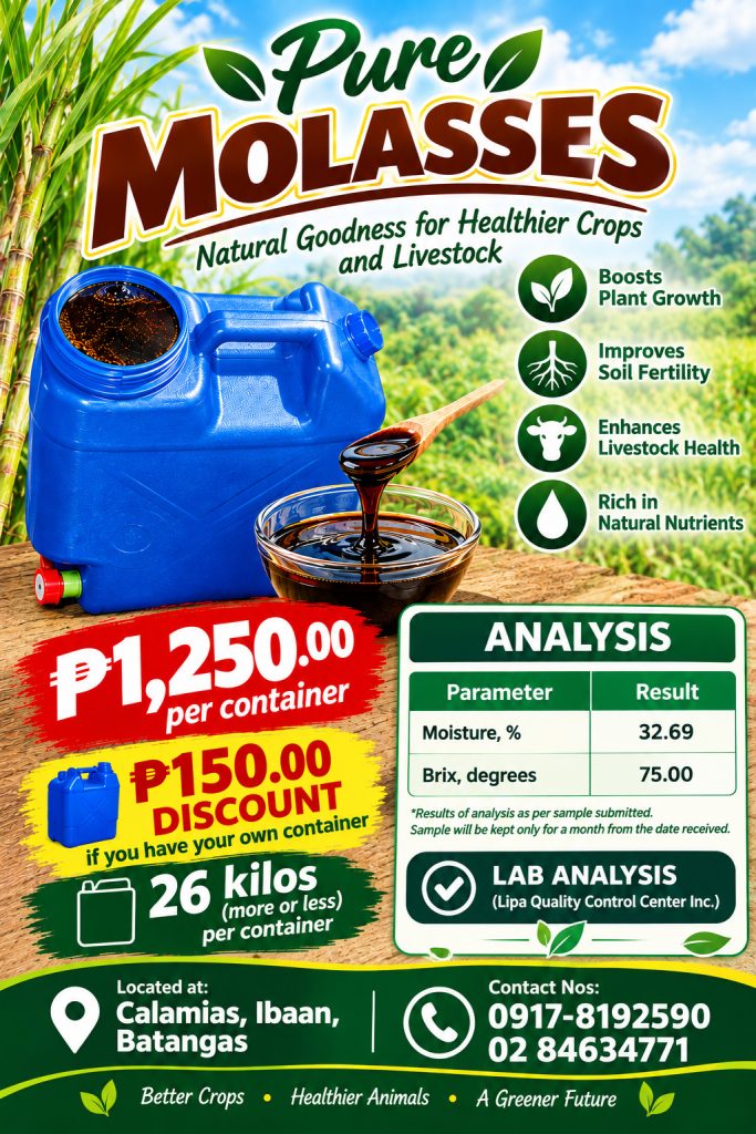 Molasses